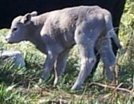 BABY calf