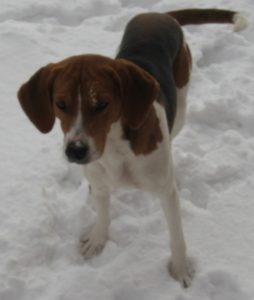 A cute American foxhound in the snow.