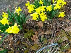 Blooming daffodils with a rake pulling away brown leaves.