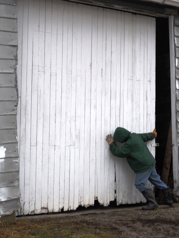 Worker struggling to slide open a barn door.