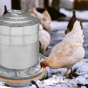 White and brown hens pecking at the snowy ground while one particular white hen drinks water from the chicken water heater.