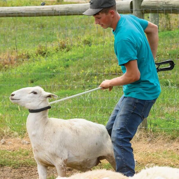 Calf & Sheep Catching Hook
