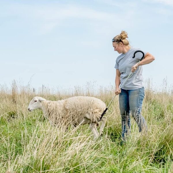 Calf & Sheep Catching Hook - Image 5