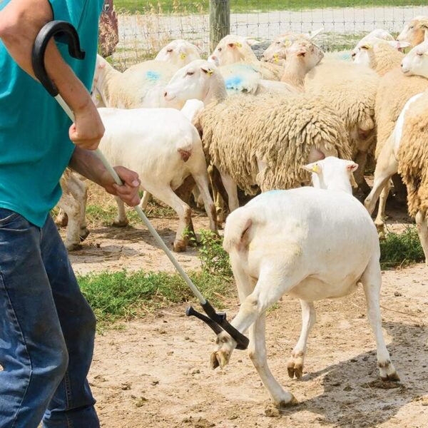 Calf & Sheep Catching Hook - Image 6