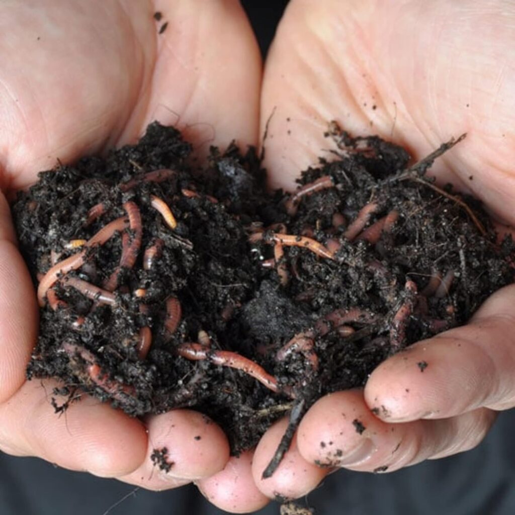 Maximize compost production by using worms.