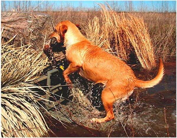 Boat Dog Loading Platform