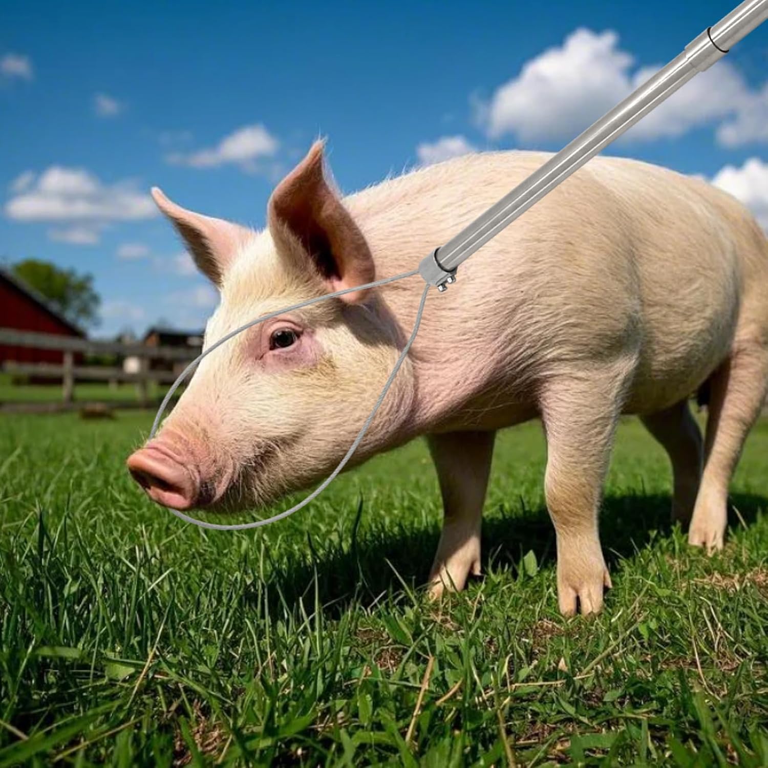 Small Animal Catcher - Image 9