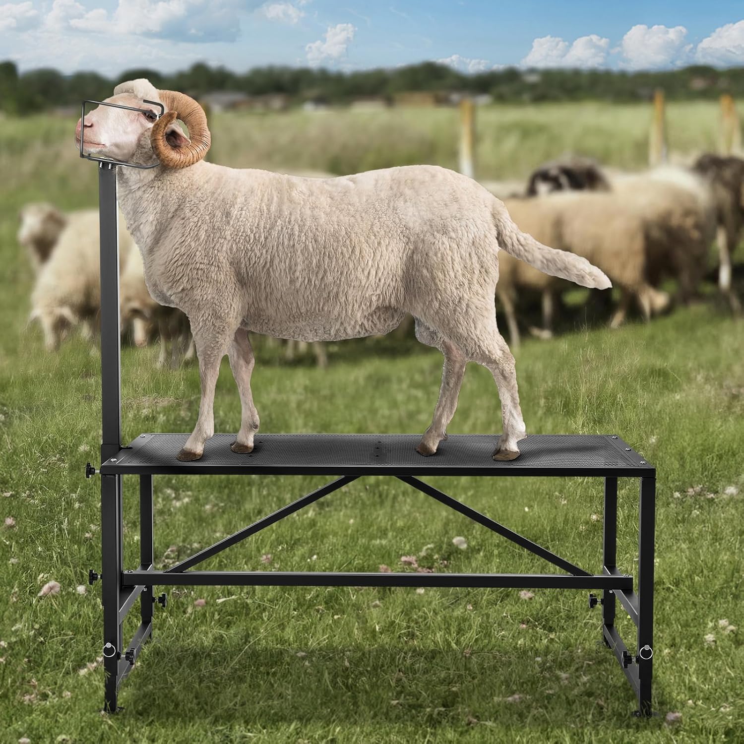 Goat Stanchion - Goat Trimming Stand - Image 8